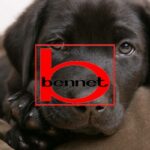 bennet