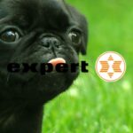 expert