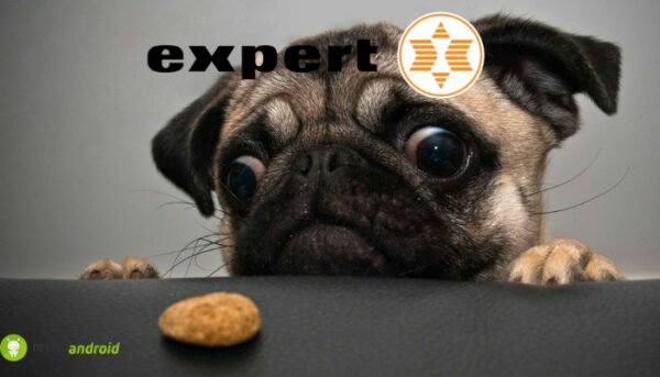expert