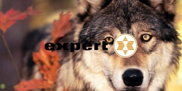 expert