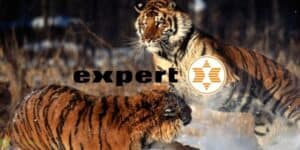 expert