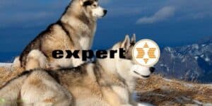 expert