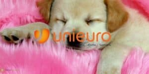 unieuro