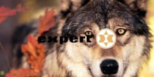 expert