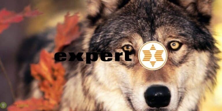 expert