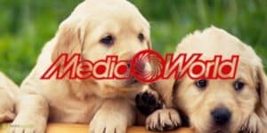 mediaworld