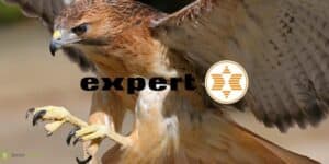 expert
