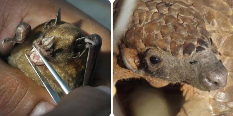 animali pandemia