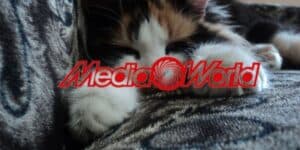 mediaworld