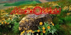 mediaworld