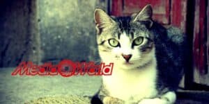 mediaworld