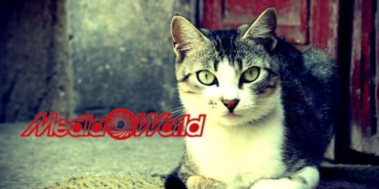 mediaworld