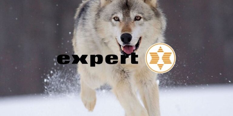 expert