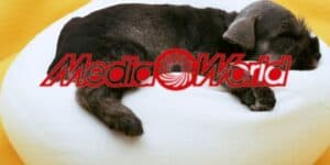 mediaworld