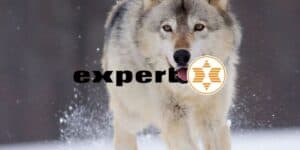 expert