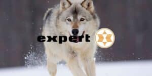expert