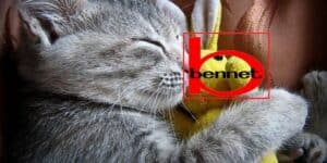 bennet