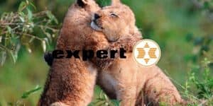 expert
