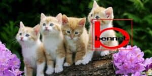 bennet