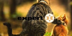 expert
