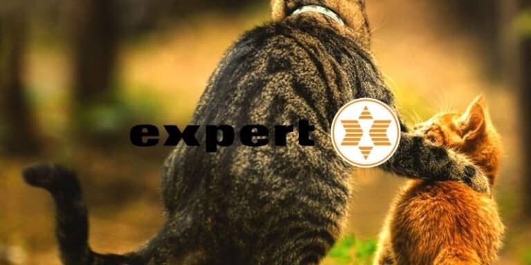 expert