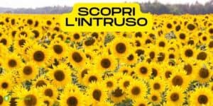 Sfida visiva: il nostro occhio mente, riuscite a vedere cosa si nasconde tra i girasoli?