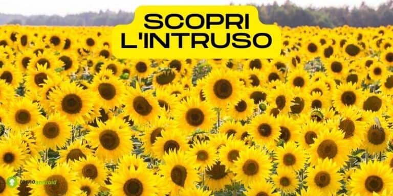 Sfida visiva: il nostro occhio mente, riuscite a vedere cosa si nasconde tra i girasoli?