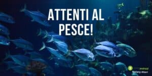 Prodotti ritirati: mare contaminato, evitate il menù pesce al ristorante!