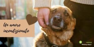 Amici a 4 zampe: fin dove può arrivare la fedeltà di un cane? Ecco la dimostrazione