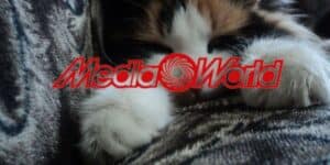mediaworld