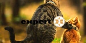 expert