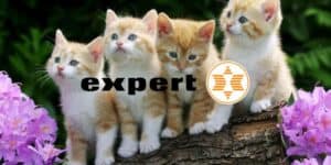 expert