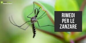 Zanzare: vieni continuamente punto? La soluzione definitiva è sullo smartphone!