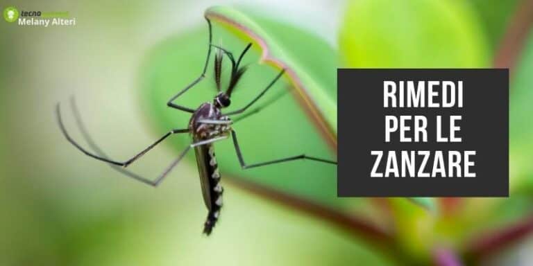 Zanzare: vieni continuamente punto? La soluzione definitiva è sullo smartphone!