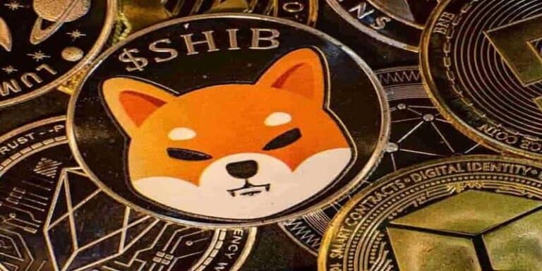 shiba inu truffa