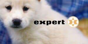 expert