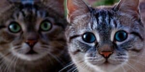 Test della personalità del gatto