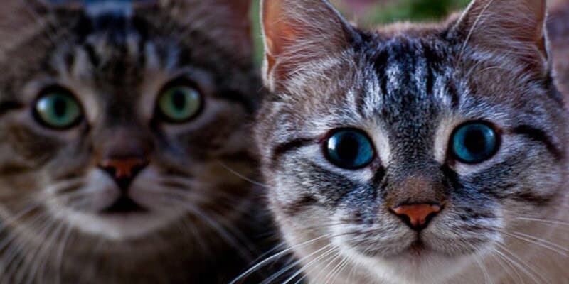 Test della personalità del gatto: scopri come cambia il carattere in base al colore