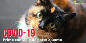 Covid 19: spunta il primo caso di trasmissione da gatto a uomo, ma niente paura!
