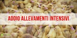 Allevamenti intensivi: il deep-learning salverà dalla sofferenza migliaia di animali