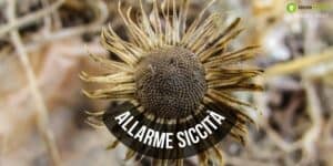 Nostradamus: "La terra secca diventerà più arida", la profezia si sta avverando