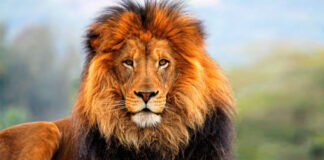 WWF, è la giornata del leone ma c'è un allarme: ecco quanti ne sono scomparsi