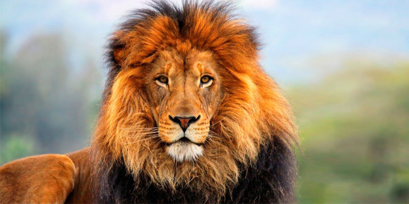 WWF, è la giornata del leone ma c'è un allarme: ecco quanti ne sono scomparsi