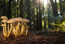 Siccità: la natura torna a brillare, spuntano i primi funghi