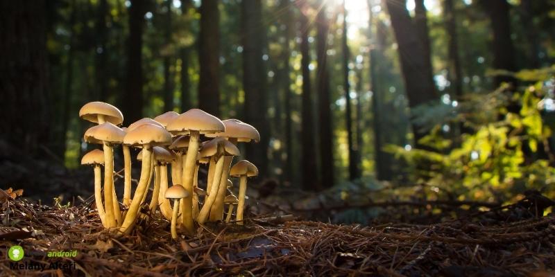 Siccità: la natura torna a brillare, spuntano i primi funghi