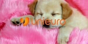 unieuro