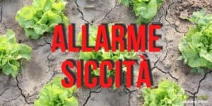 Siccità: la pioggia non migliorerà la situazione, campi aridi e scarsi raccolti