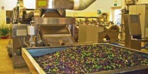 Tecnologia ad ultrasuoni per l’estrazione dell’olio di oliva