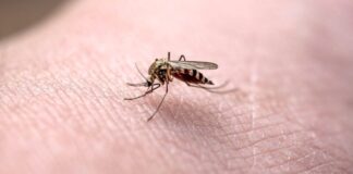 Virus nuovo attraverso le zanzare: 94 casi e 7 decessi, scatta l'allerta