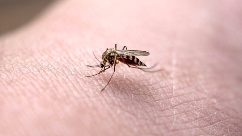 Virus nuovo attraverso le zanzare: 94 casi e 7 decessi, scatta l'allerta